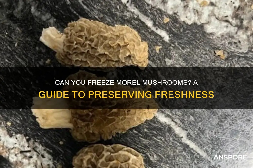 should morel mushrooms be frozen
