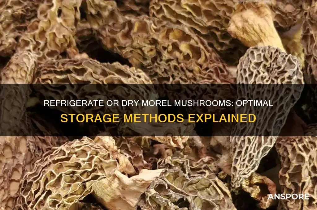 should morel mushrooms be refrrigerated or dried