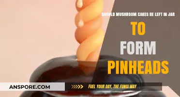 Should Mushroom Cakes Stay in Jars for Pinhead Formation?