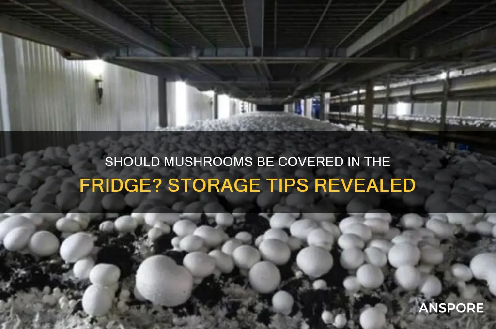 should mushrooms be covered in the refridgerator