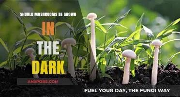 Should Mushrooms Thrive in Darkness? Exploring Optimal Growing Conditions