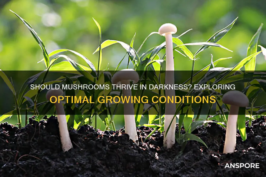 should mushrooms be grown in the dark