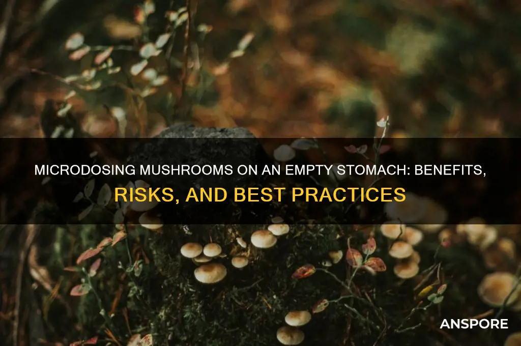should mushrooms be microdosing on empty stomach