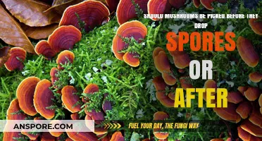 When to Harvest Mushrooms: Before or After Spore Release?
