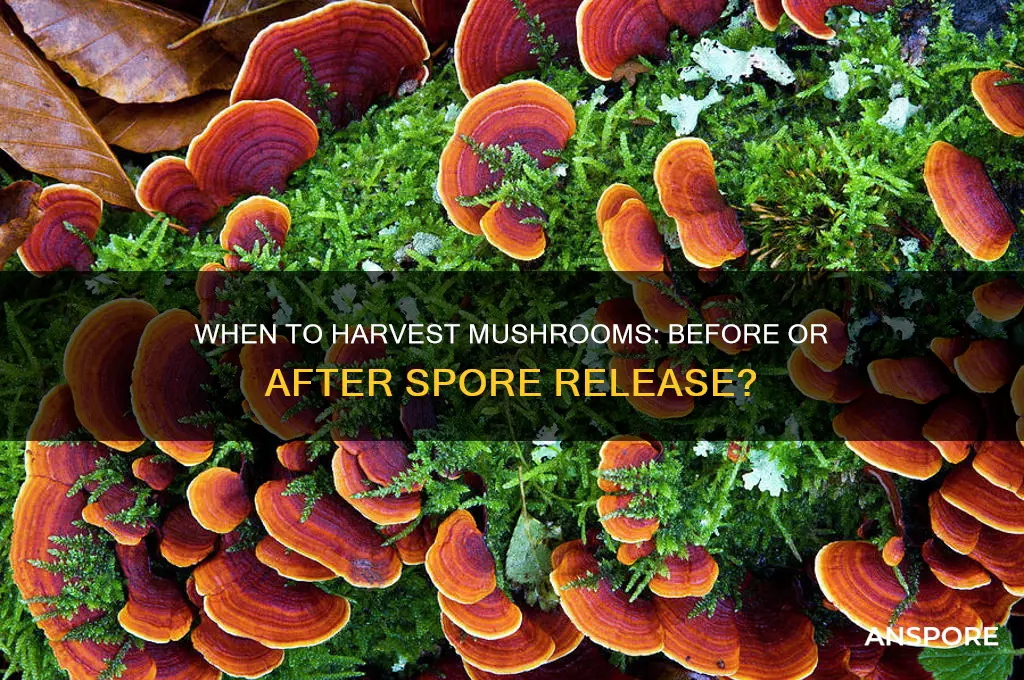 should mushrooms be picked before they drop spores or after