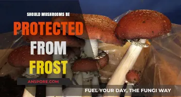 Protecting Mushrooms from Frost: Essential Tips for Healthy Fungal Growth