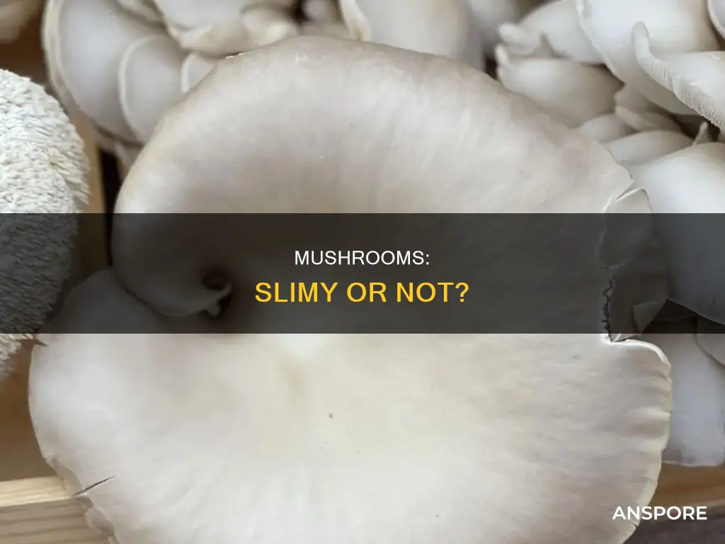 should mushrooms feel slimy