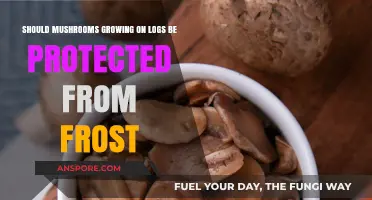 Protecting Log-Grown Mushrooms: Frost Prevention Tips for Healthy Harvests