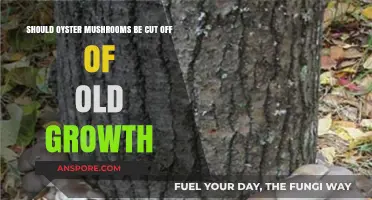 Should You Cut Oyster Mushrooms from Old Growth Logs?