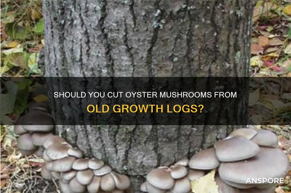 should oyster mushrooms be cut off of old growth