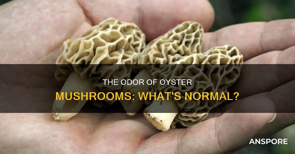 should oyster mushrooms smell