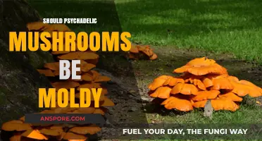 Moldy Magic Mushrooms: Safe or Not?