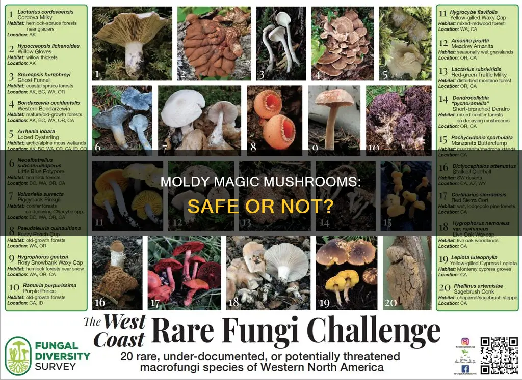 should psychadelic mushrooms be moldy