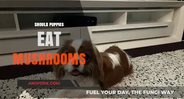 Can Puppies Safely Eat Mushrooms? Risks and Benefits Explained