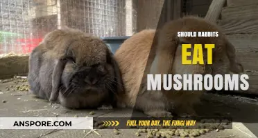 Can Rabbits Safely Eat Mushrooms? Risks and Benefits Explained
