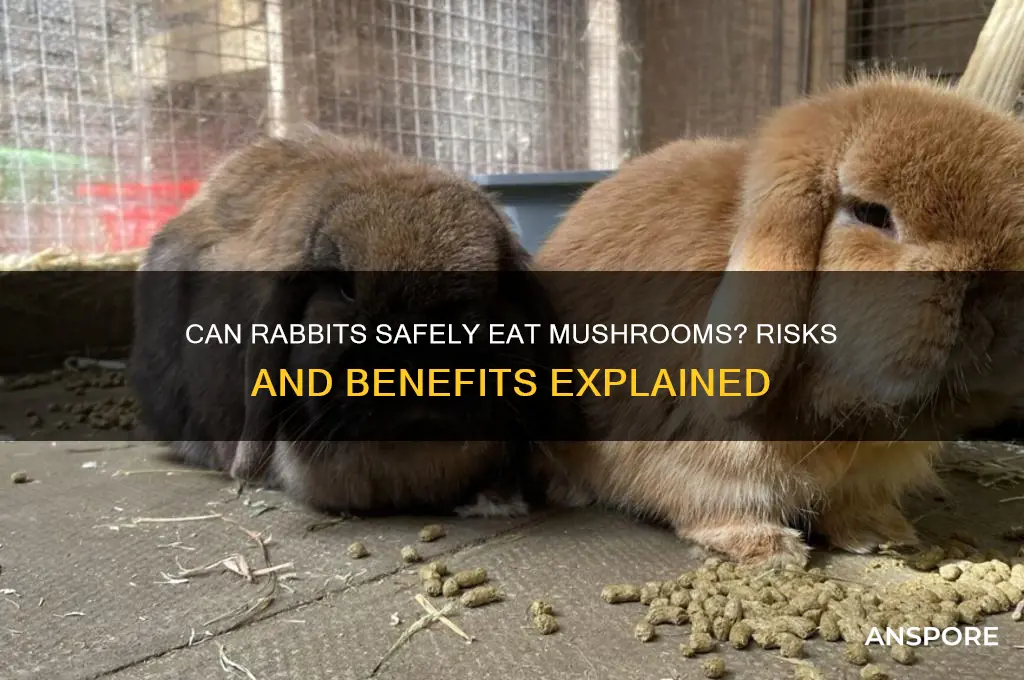 should rabbits eat mushrooms