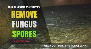 Should Rainwater Be Sterilized to Remove Fungus Spores?