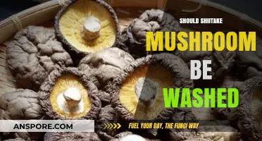 Shiitake Mushrooms: To Wash or Not to Wash?