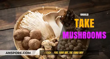 Mushrooms: A Superfood to Boost Your Health