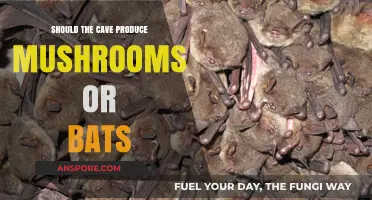 Mushrooms vs. Bats: Which Should Thrive in the Cave Ecosystem?