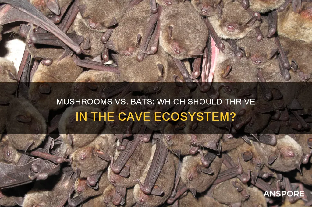 should the cave produce mushrooms or bats