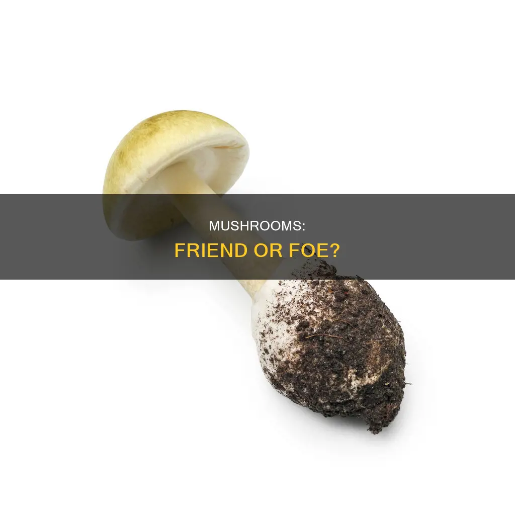 should you avoid all mushroom