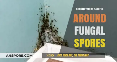 Fungal Spores: Hidden Dangers and How to Protect Yourself Safely