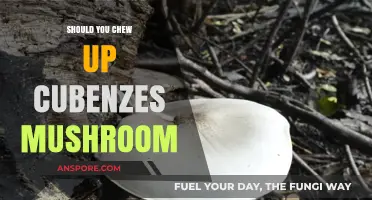 Should You Chew Cubensis Mushrooms? Risks, Benefits, and Safety Tips