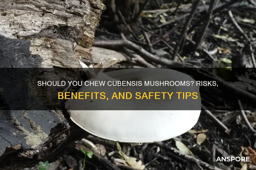 should you chew up cubenzes mushroom