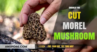 Should You Cut Morel Mushrooms? Expert Tips for Perfect Preparation