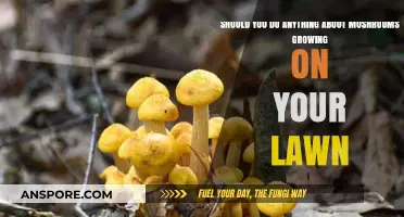 Mushrooms on Your Lawn: Should You Act or Ignore?