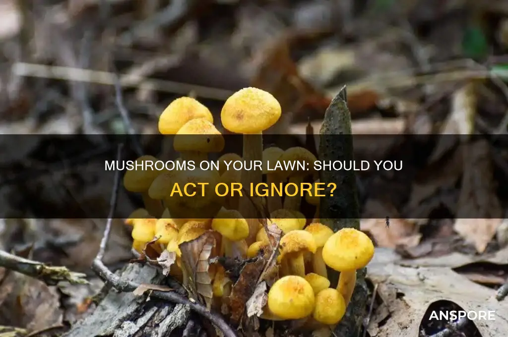 should you do anything about mushrooms growing on your lawn