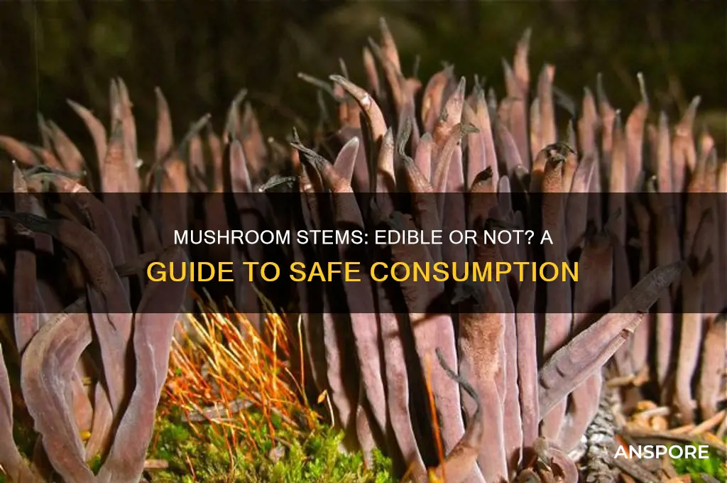 should you eat the stem of a mushroom