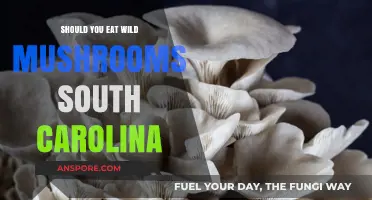 Foraging Wild Mushrooms in South Carolina: Safe or Risky?