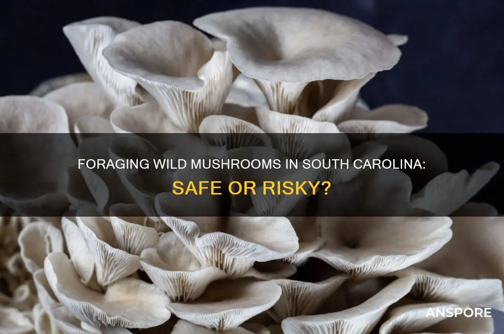 should you eat wild mushrooms south carolina