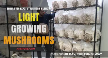 Should You Expose Your Boom Block to Light When Growing Mushrooms?