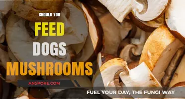 Can Dogs Eat Mushrooms?