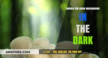 Mushroom Cultivation: The Role of Darkness in Optimal Growth