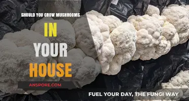 Growing Mushrooms Indoors: Benefits, Challenges, and Tips for Success