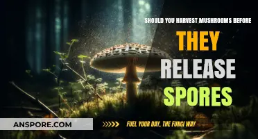 Harvesting Mushrooms: Should You Pick Before Spores Release?