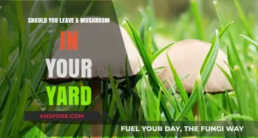 Should You Leave Mushrooms in Your Yard? Pros, Cons, and Safety Tips