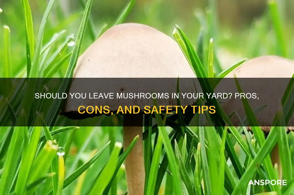 should you leave a mushroom in your yard