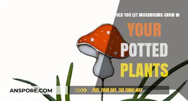 Mushrooms in Potted Plants: Friend or Foe for Your Garden?
