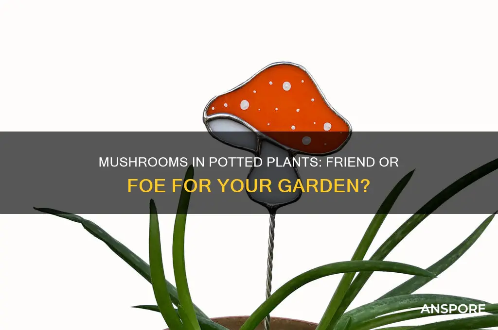 should you let mushrooms grow in your potted plants