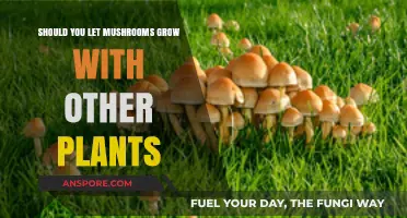 Mushrooms and Plants: Can They Coexist in Your Garden?