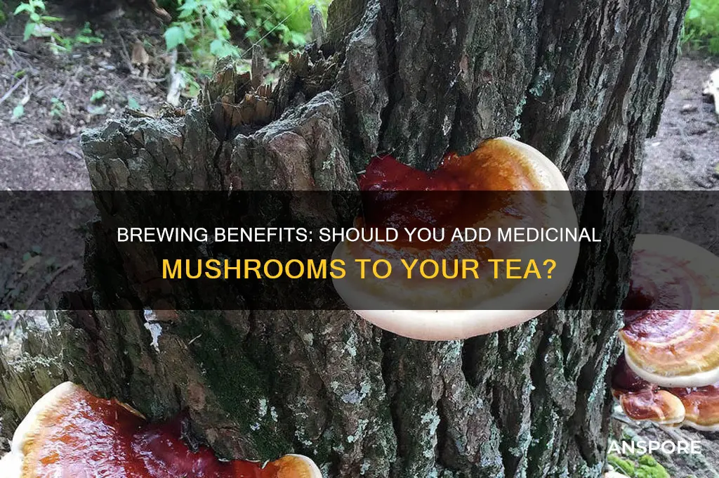 should you make tea with medical mushrooms