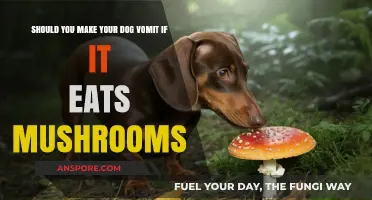 Mushroom Poisoning in Dogs: Induce Vomiting or Seek Vet Help?
