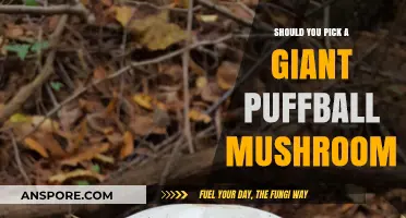 Should You Pick a Giant Puffball Mushroom? A Foraging Guide