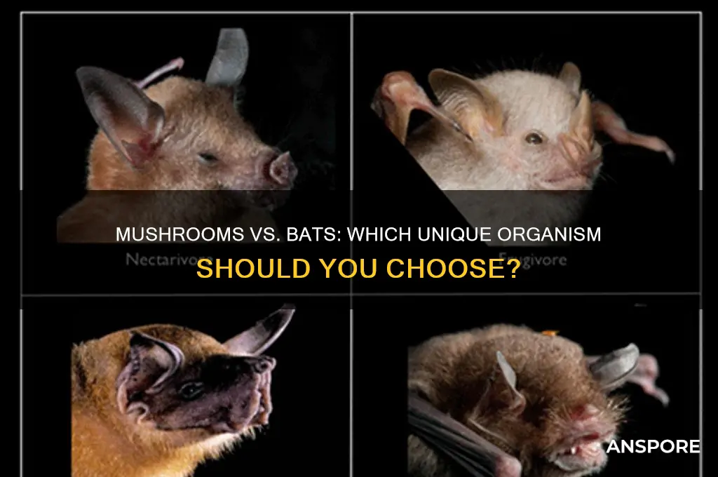 should you pick mushrooms or bats