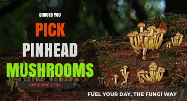 Picking Pinhead Mushrooms: What You Need to Know